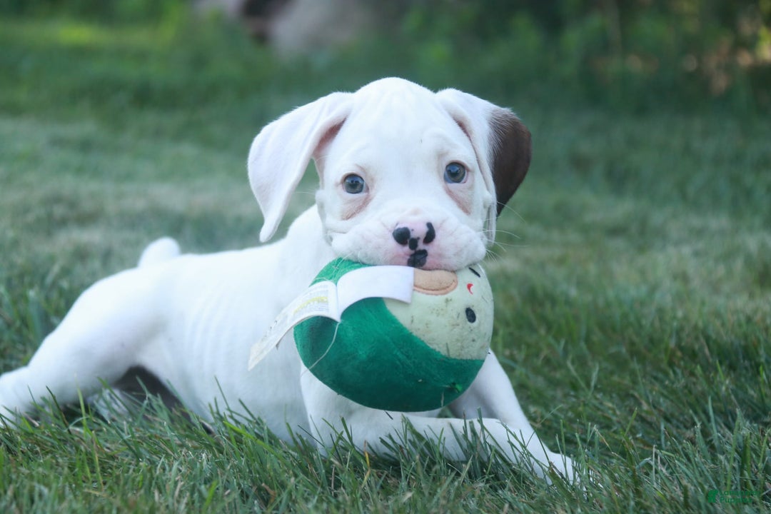 Boxer dogs for sale: Edward - Image 3