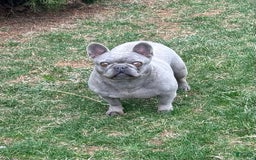 French Bulldog dogs for sale: Geno - Image 5