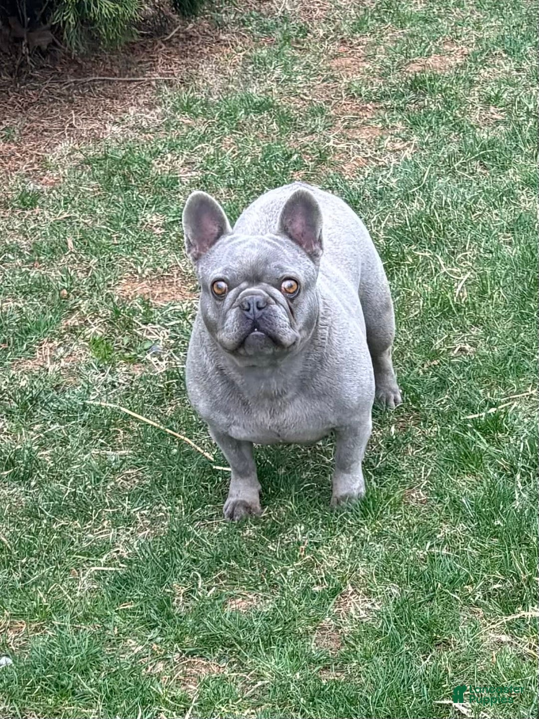 French Bulldog dogs for sale: Geno - Image 5