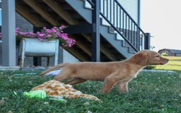 Labrador Retriever dogs for sale: Red Fox Geo - Image 9