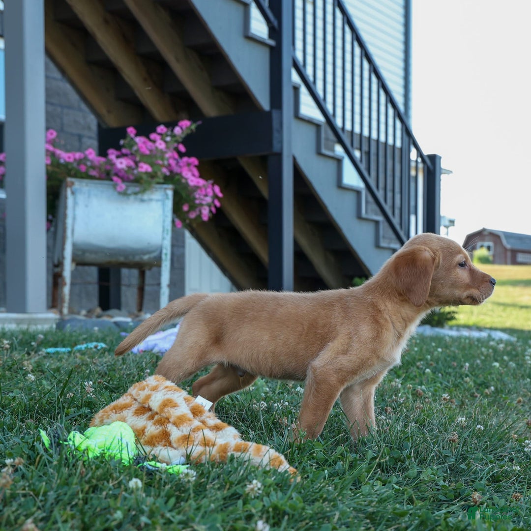 Labrador Retriever dogs for sale: Red Fox Geo - Image 9