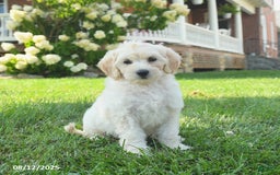 Mini Goldendoodle dogs for sale: Haven - Image 2