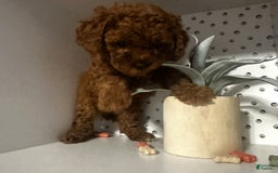 Cockapoo dogs for sale: Koko - Image 6
