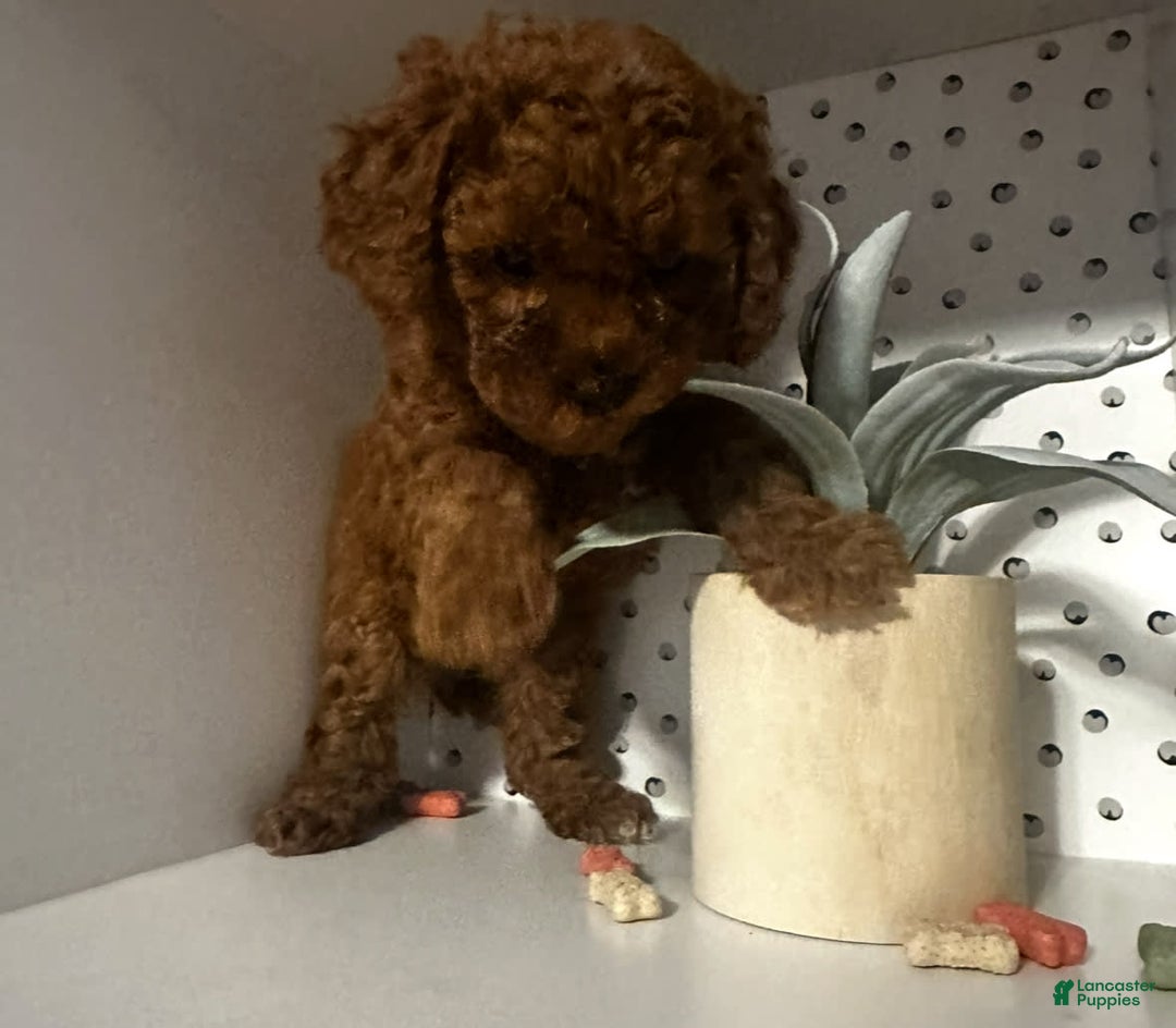 Cockapoo dogs for sale: Koko - Image 6