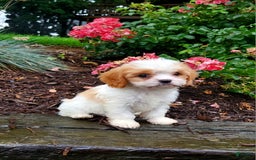 Cavapoo dogs for sale: Riley - Image 2