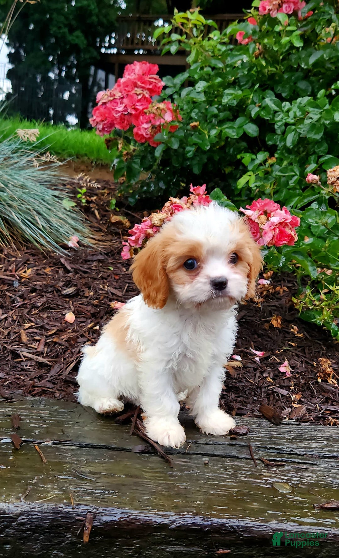Cavapoo dogs for sale: Riley - Image 2