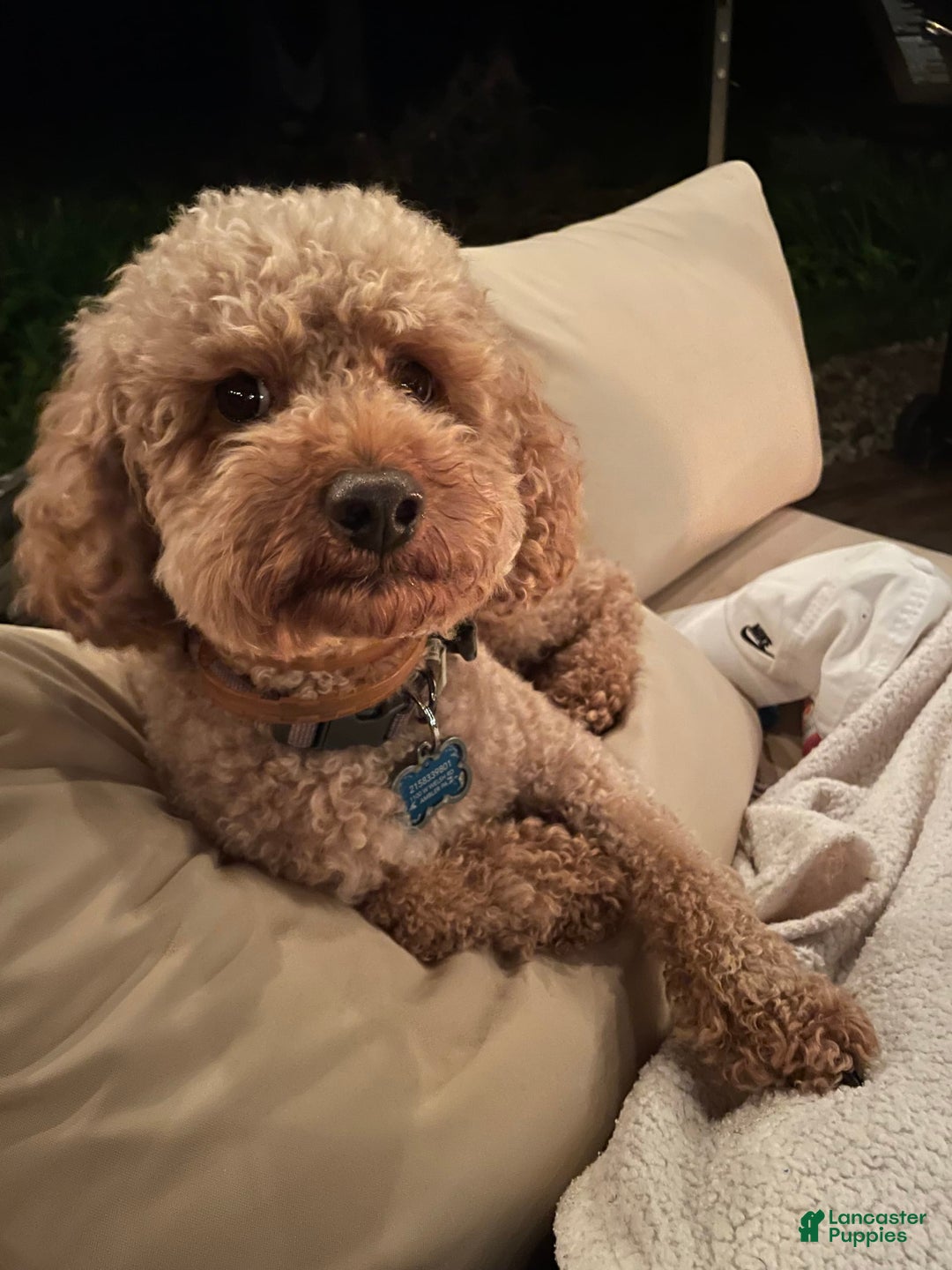 Cockapoo dogs for sale: Coal - Image 8