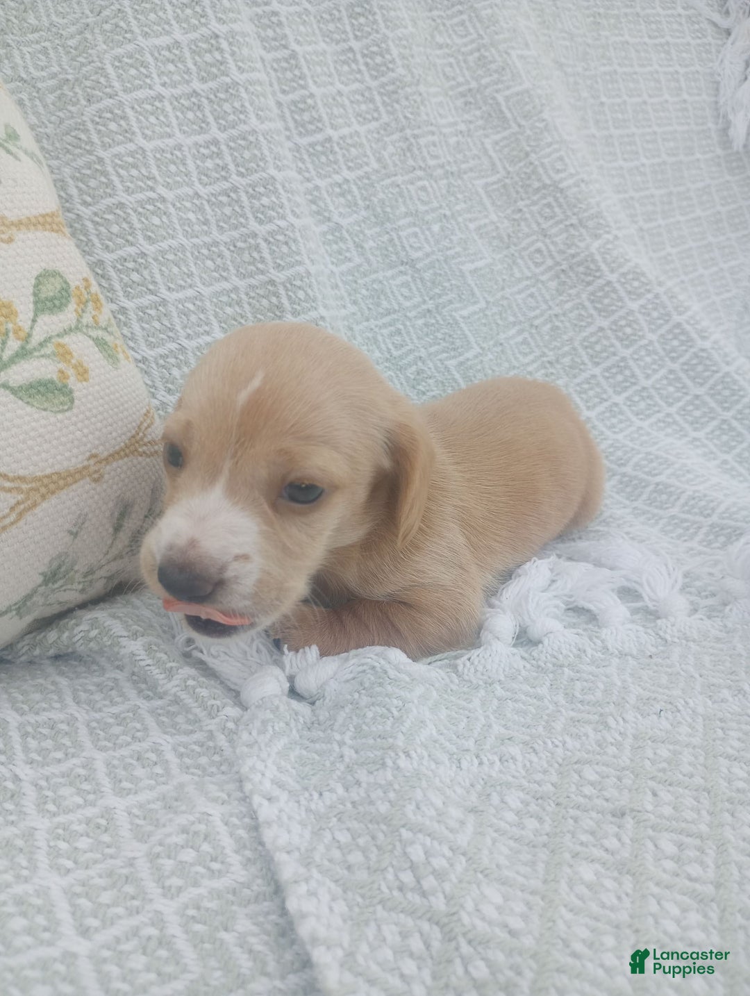 Miniature Dachshund dogs for sale: Elmer - Image 2