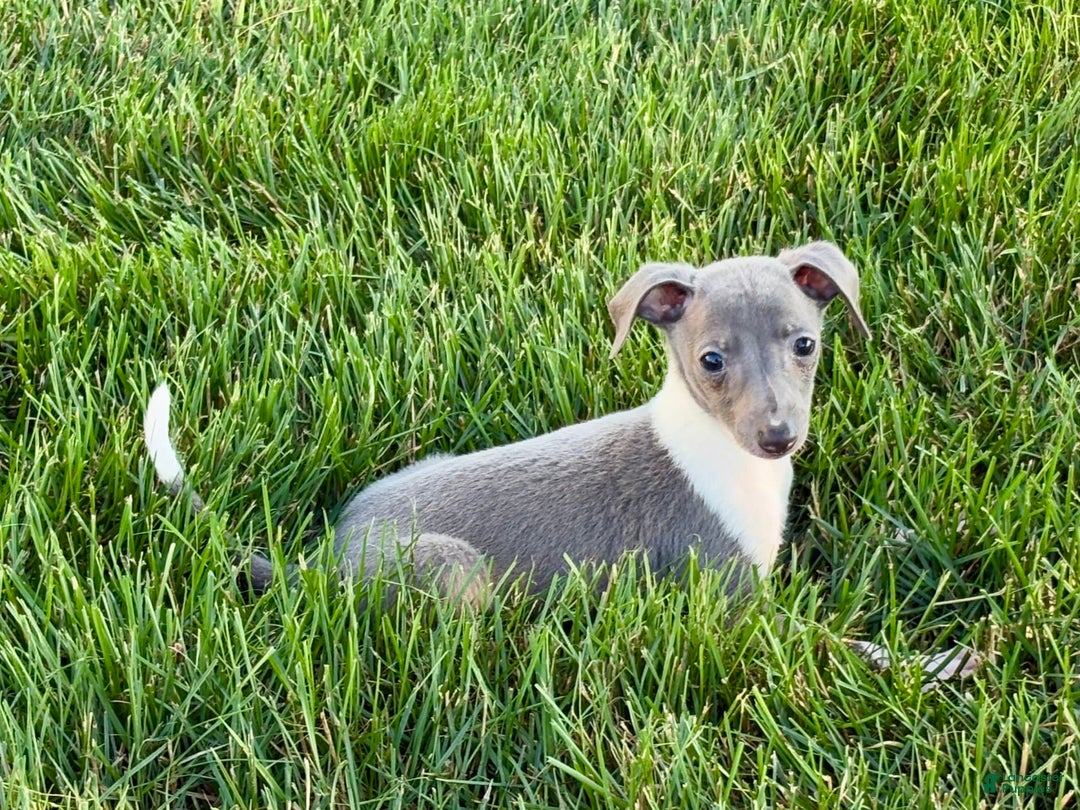 Italian Greyhound dogs for sale: Heidi - Image 9