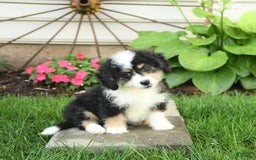 Mini Bernedoodle dogs for sale: Poppy - Image 6