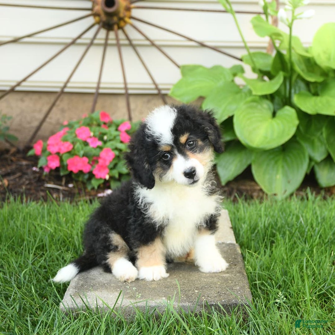 Mini Bernedoodle dogs for sale: Poppy - Image 6
