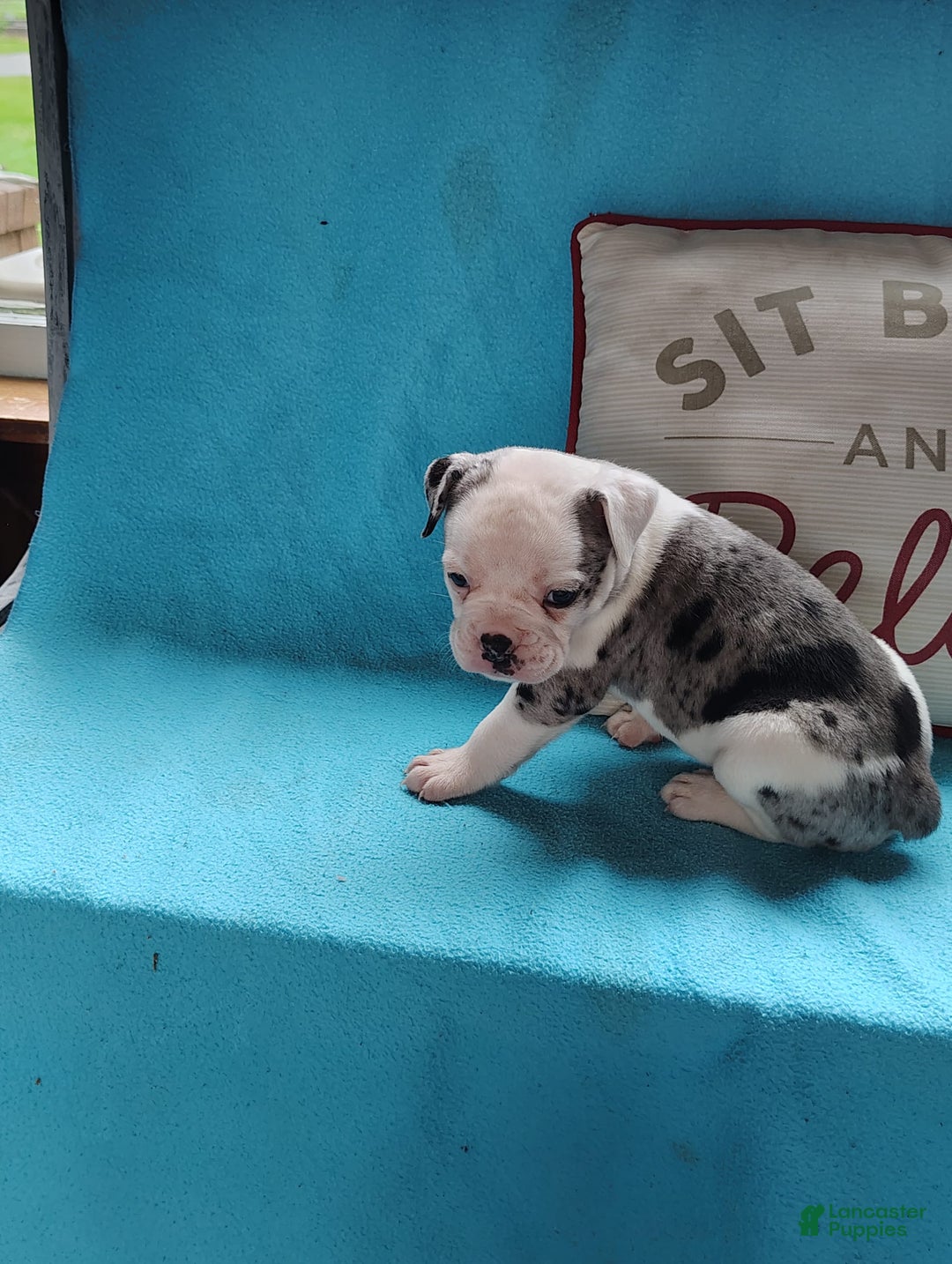 Olde English Bulldogge dogs for sale: Beauty - Image 2