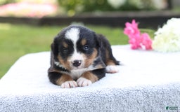 Bernese Mountain Dog dogs for sale: Polly Akc - Image 4