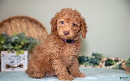 Cavapoo dogs for sale: Gigi - Image 1