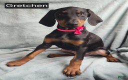 Doberman Pinscher dogs for sale: Grechen - Image 1