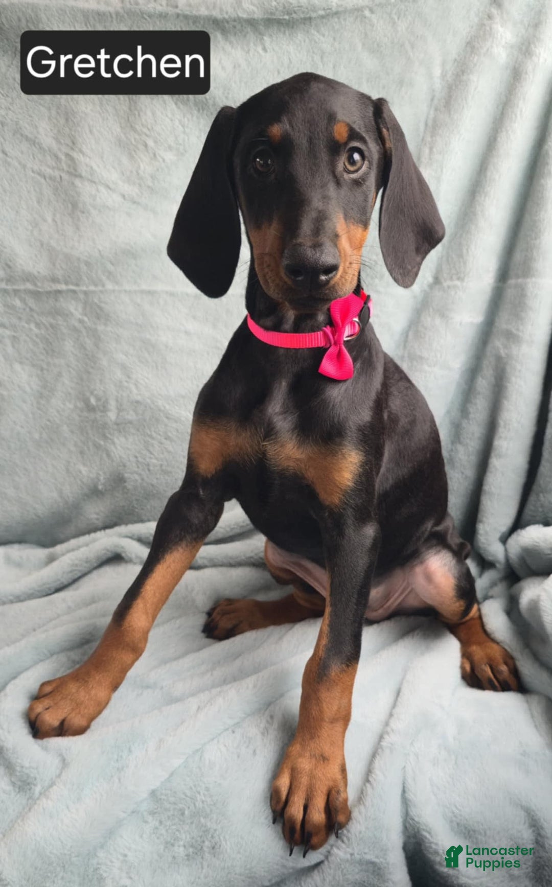 Doberman Pinscher dogs for sale: Grechen - Image 1