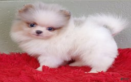 Pomeranian dogs for sale: Joker - Image 2