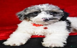 Miniature Poodle dogs for sale: Kyler - Image 2
