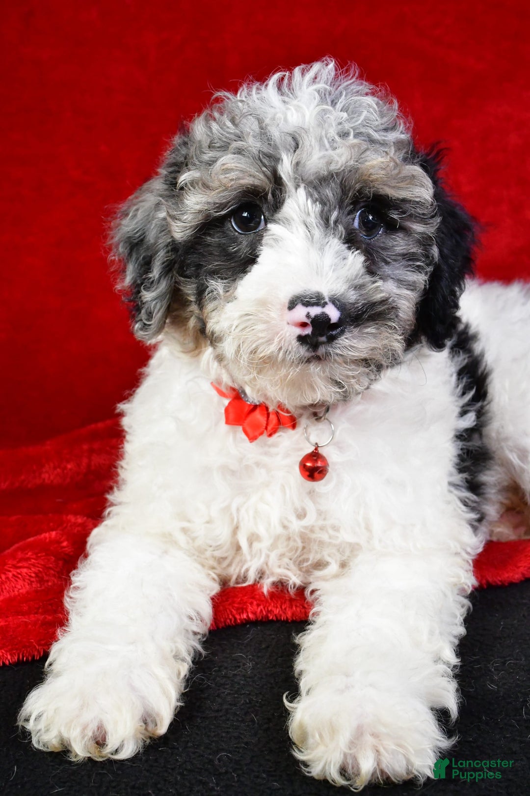 Miniature Poodle dogs for sale: Kyler - Image 2