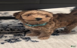 Cockapoo dogs for sale: Willow - Image 7