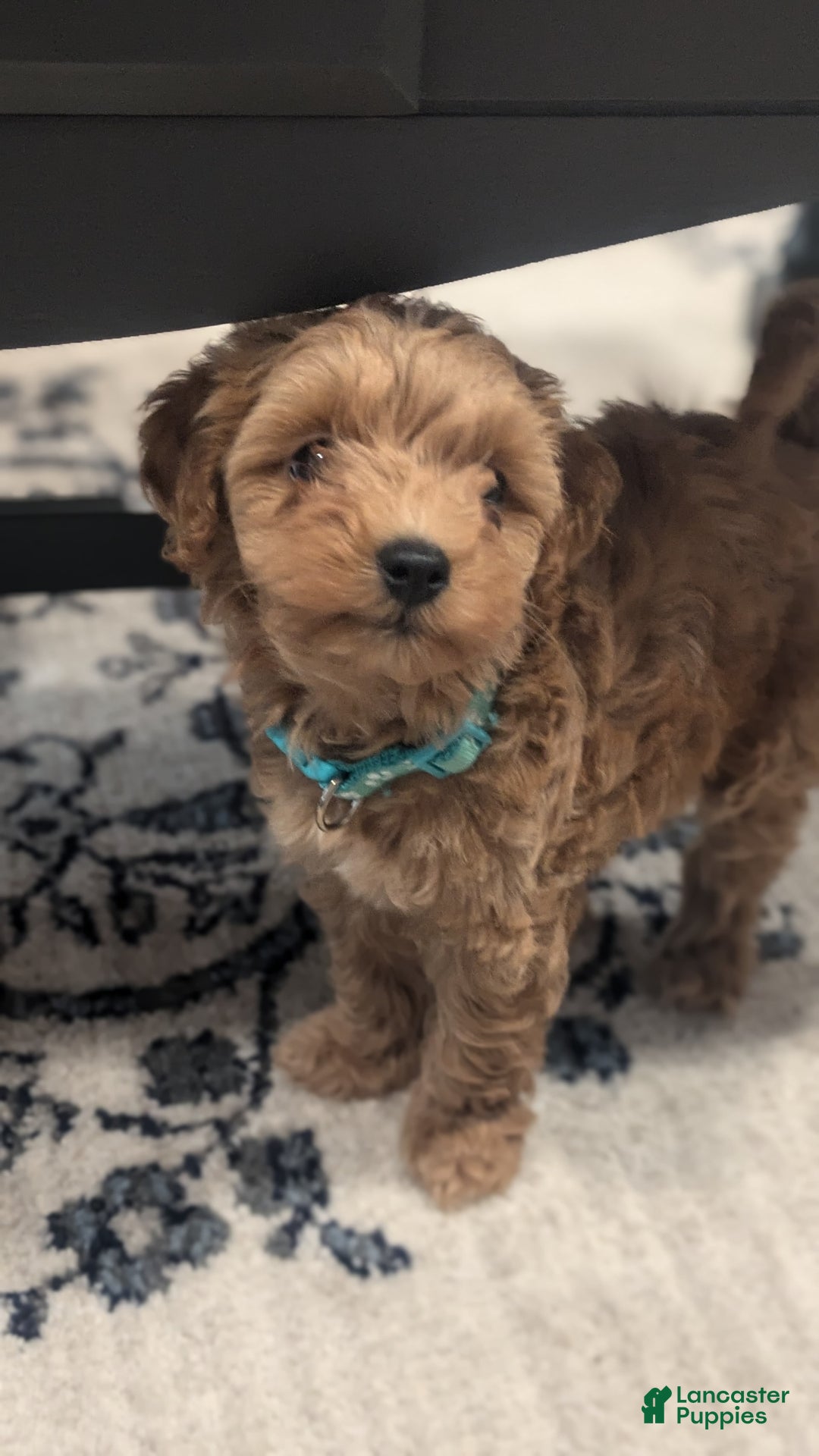 Cockapoo dogs for sale: Willow - Image 7