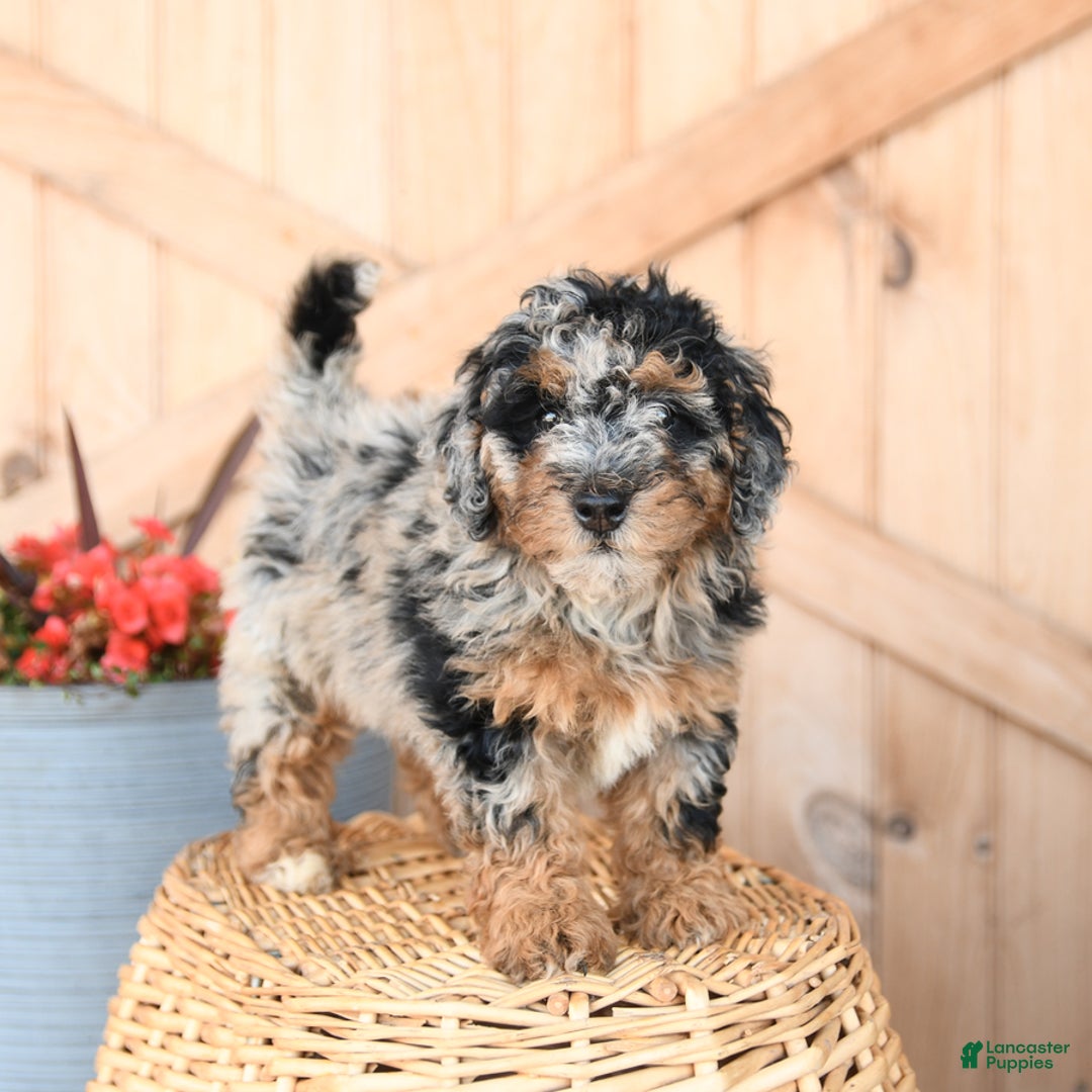 Mini Bernedoodle dogs for sale: Mini Bernedoodle 8 puppies - Image 19