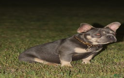 French Bulldog dogs for sale: Bam-Bam - Image 1