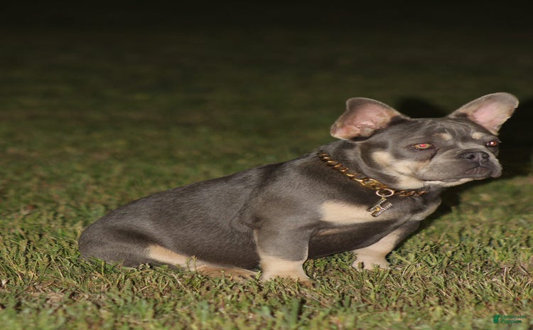 French Bulldog dogs for sale - Ad 1