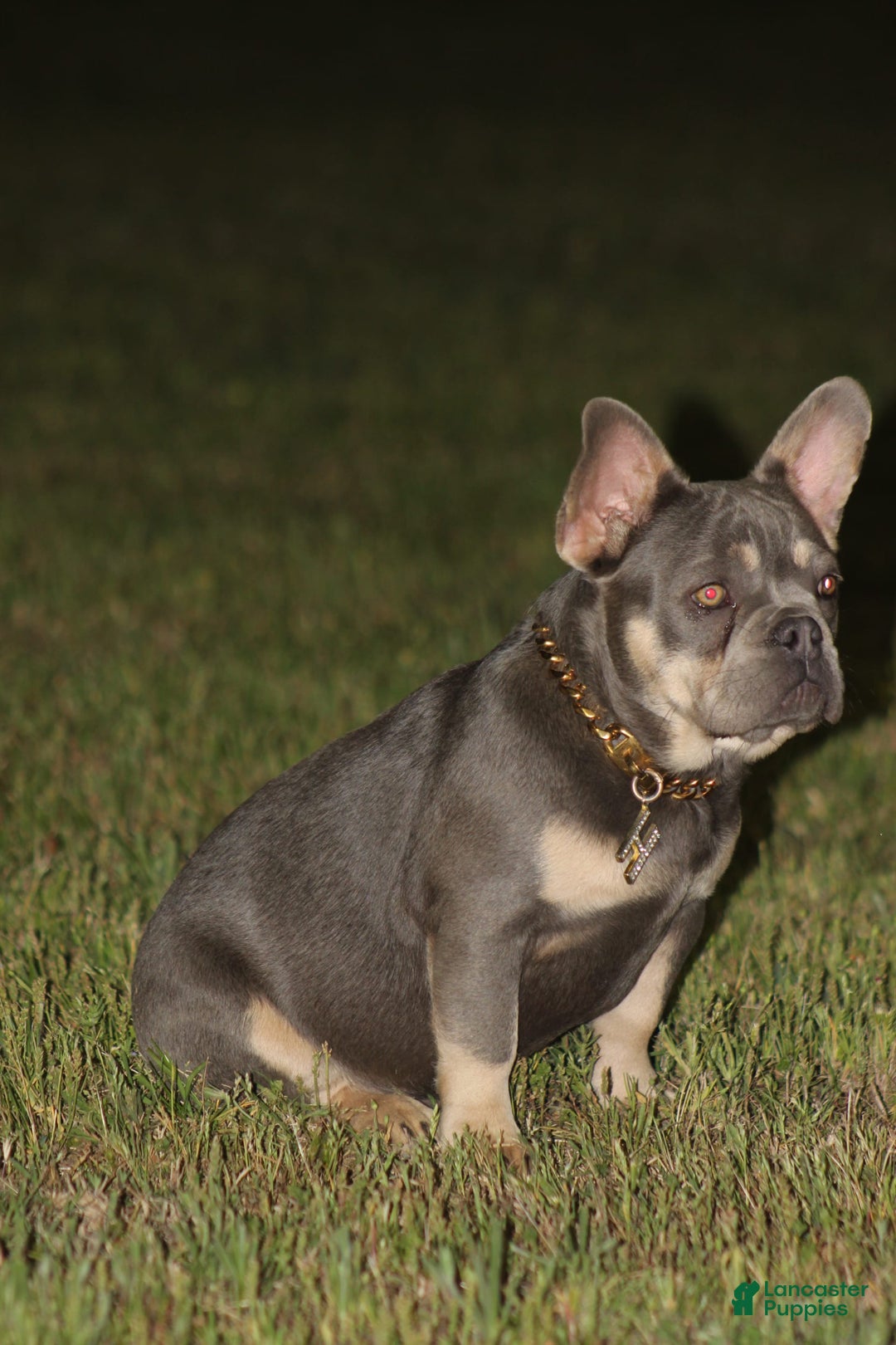 French Bulldog dogs for sale: Bam-Bam - Image 1