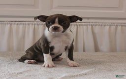 Boston Terrier dogs for sale: Sugar - Image 5