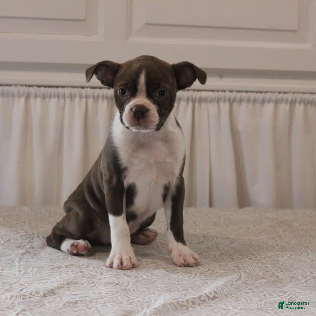 Boston Terrier dogs for sale: Sugar - Image 5