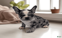 Frenchton dogs for sale: Hudson - Image 2