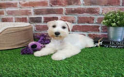 Miniature Schnauzer dogs for sale: Miniature Schnauzer 6 puppies - Image 14