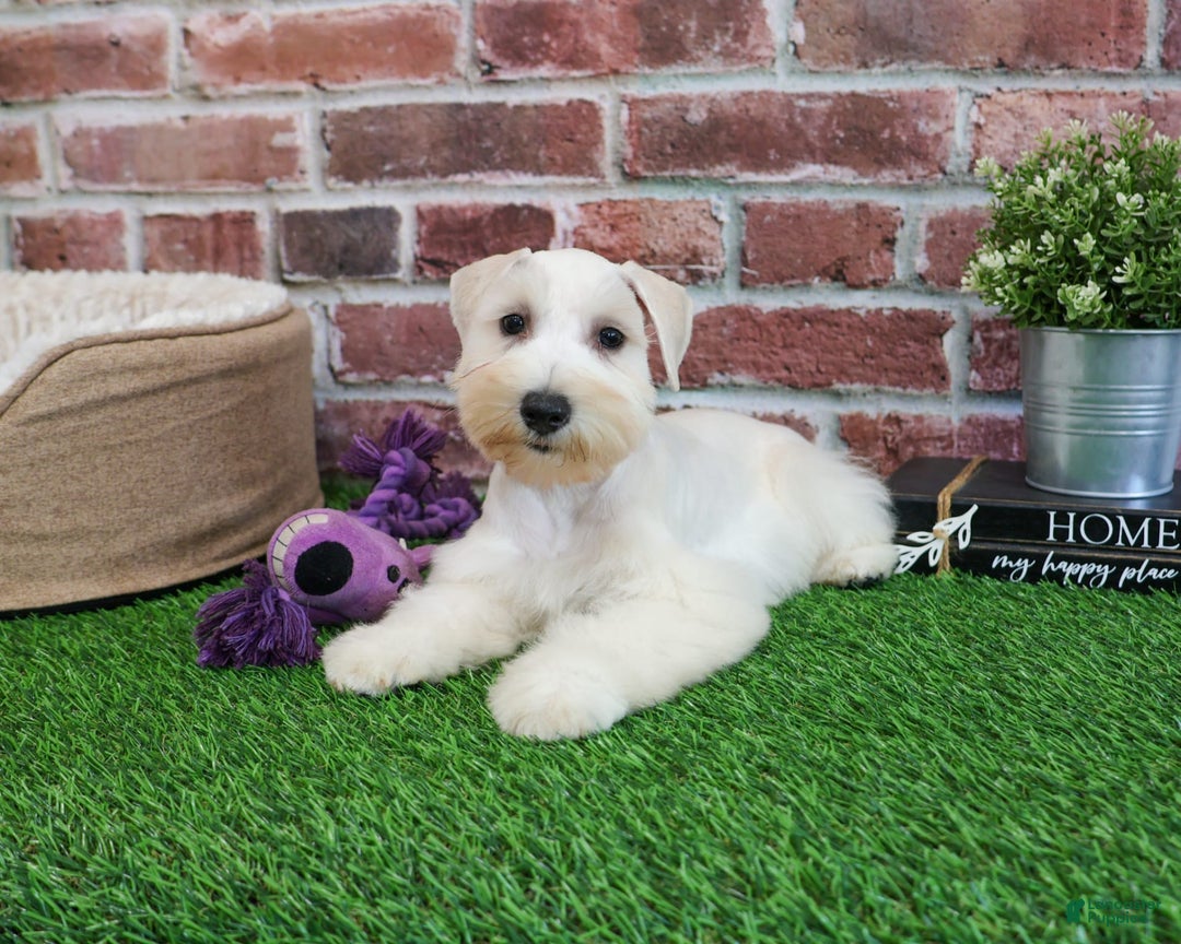Miniature Schnauzer dogs for sale: Miniature Schnauzer 6 puppies - Image 14