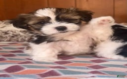 Shorkie dogs for sale: Tara - Image 1