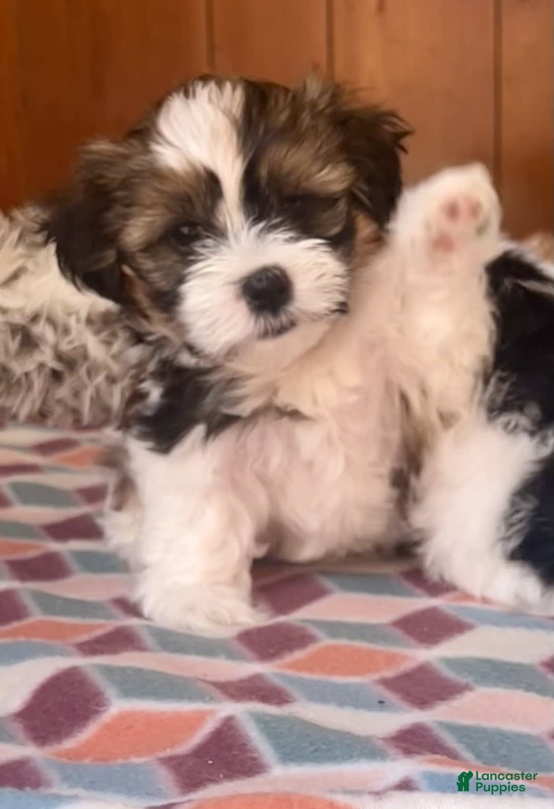Shorkie dogs for sale: Tara - Image 1