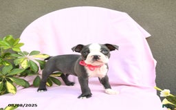 Boston Terrier dogs for sale: Boston Terrier 4 puppies - Image 15