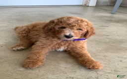 Goldendoodle dogs for sale: Kobe F2b - Image 5