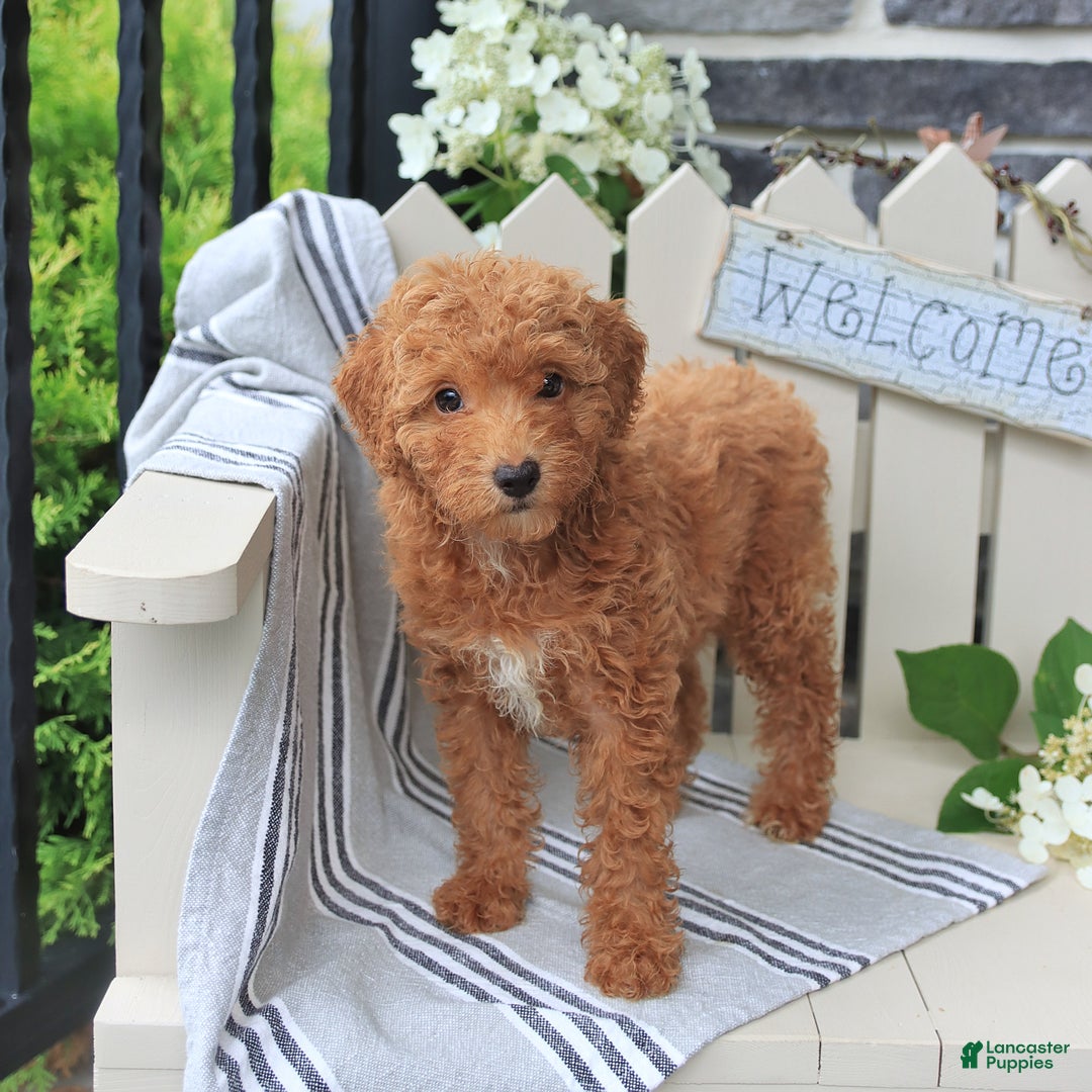 Miniature Poodle dogs for sale: Millie - Image 4