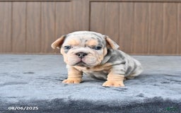 French Bulldog dogs for sale: Duke - Image 3