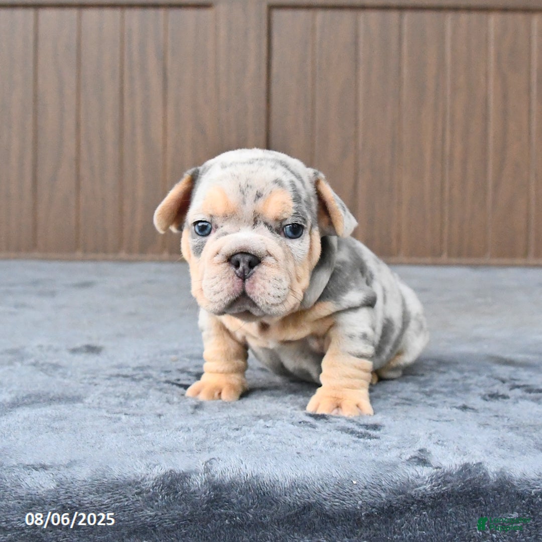 French Bulldog dogs for sale: Duke - Image 3