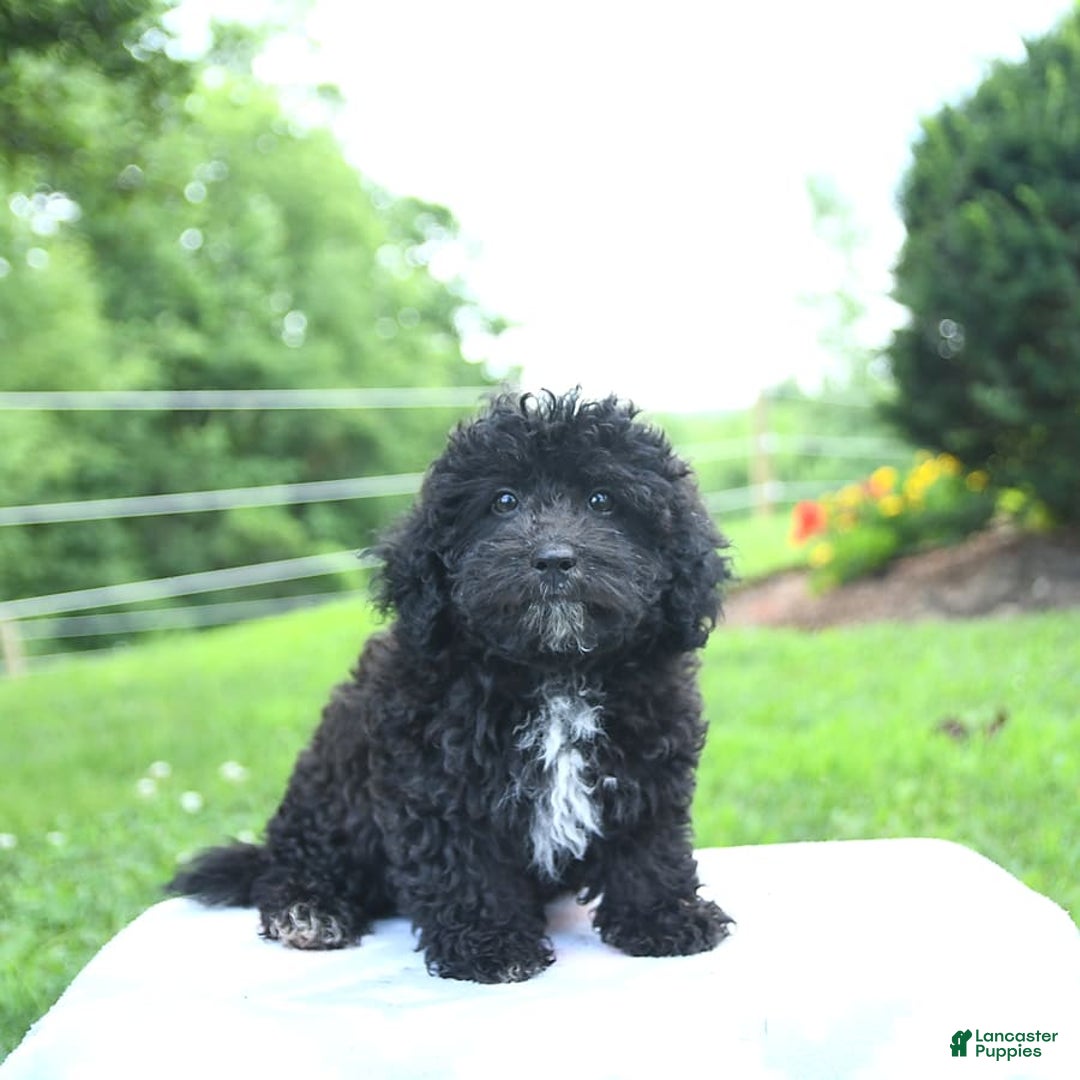 Toy Poodle dogs for sale: Kassia - Image 9
