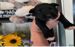 Miniature Schnauzer dogs for sale: Pup 2 - Image 2