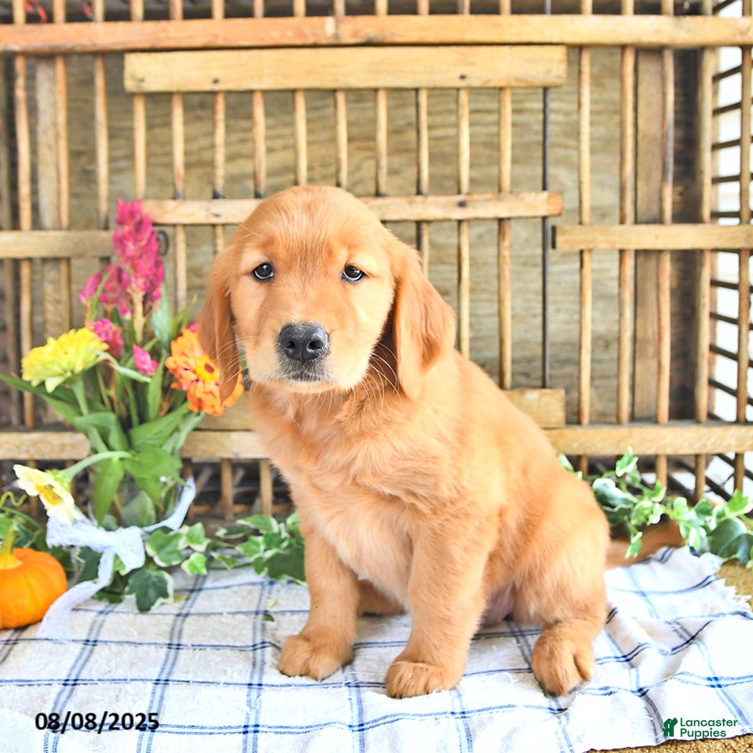 Golden Retriever dogs for sale: Golden Retriever 11 puppies - Image 10