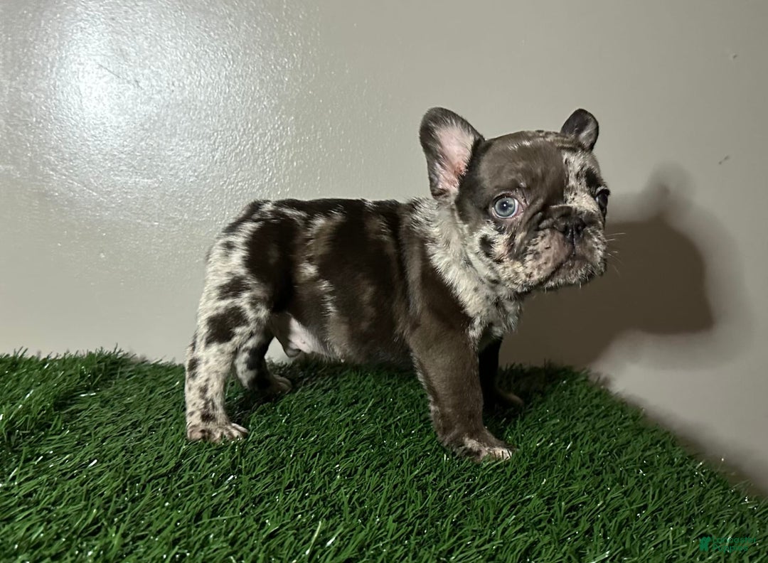 French Bulldog dogs for sale: Harley - Image 13