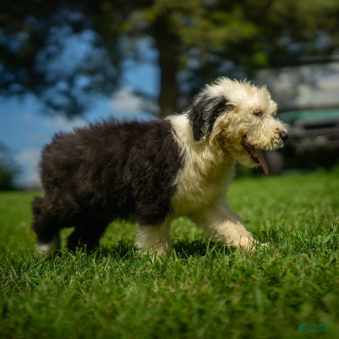 Old English Sheepdog dogs for sale: Fluffy - Image 2