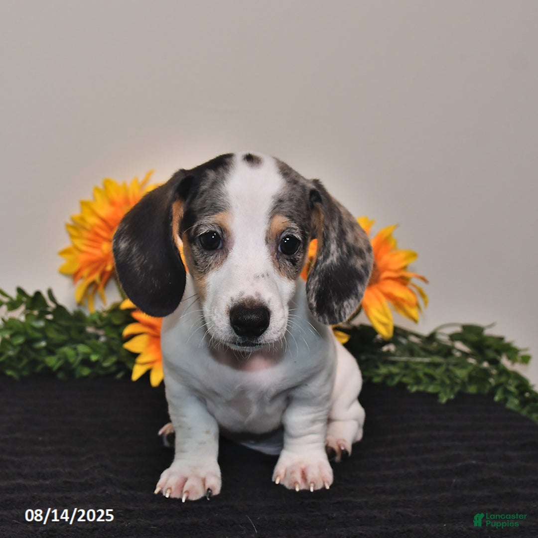 Miniature Dachshund dogs for sale: Pickle - Image 4