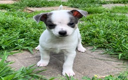 Chihuahua dogs for sale: Lucas - Image 1