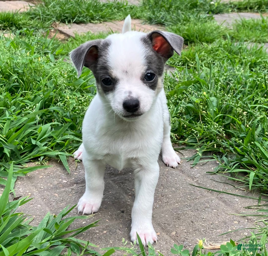 Chihuahua dogs for sale: Lucas - Image 1