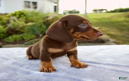 Miniature Dachshund dogs for sale: Fletcher - Image 5